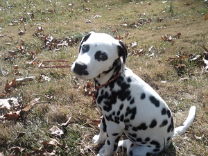 Bindi relieved after getting out to go potty