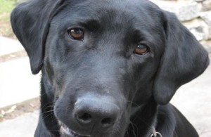 Jet