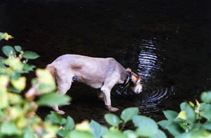 Milo enjoying a drink in Mill Creek on a Park Adventure