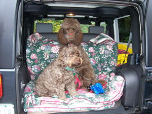 Rudy and Taylor being chauffeured to the park