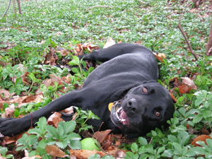 Top taking a rest during a romp through the woods.