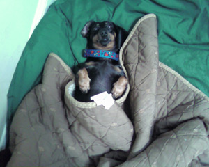 Widgeon appreciates being able to stay home in bed