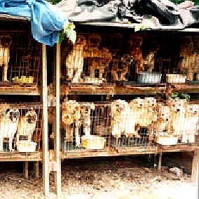 Thumbnail image for What is a Puppy Mill?